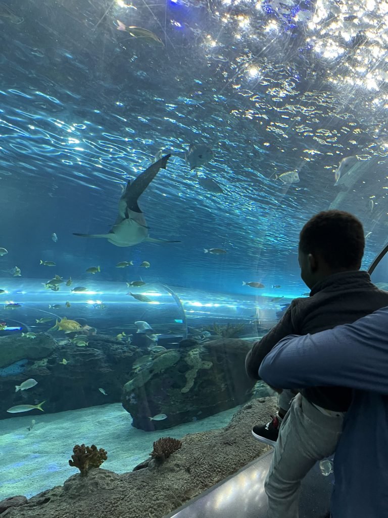 Ripley's Aquarium of Canada underwater conveyor belt takes you close to the sharks