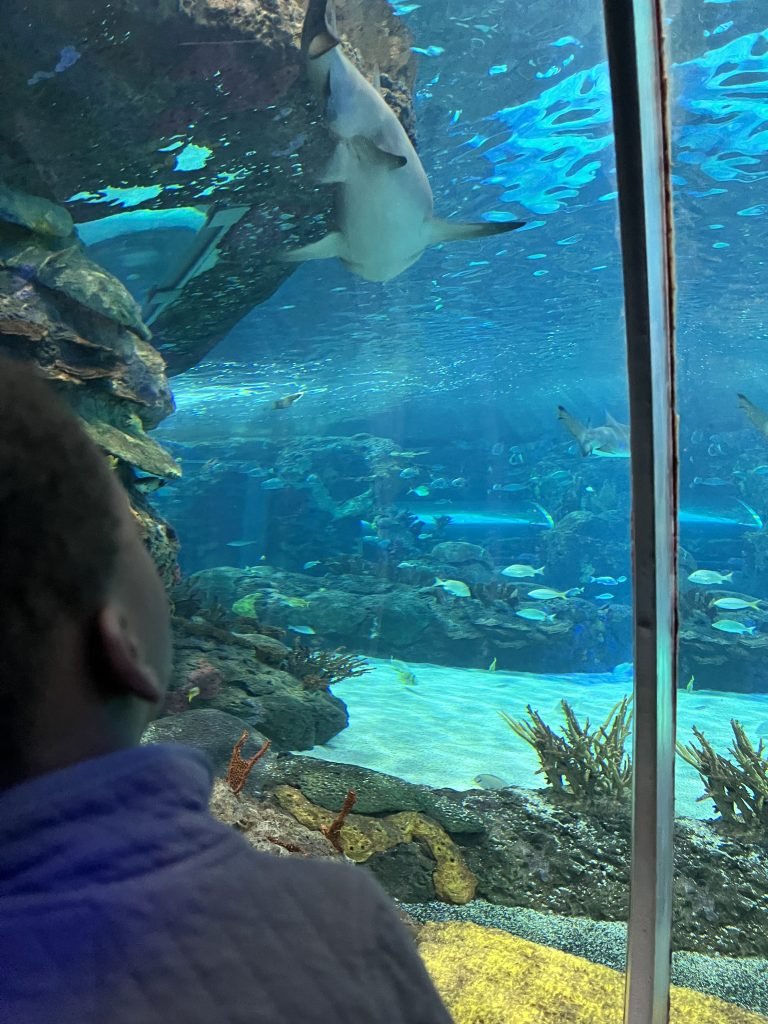 shark swimming at Ripley's Aquarium of Canada