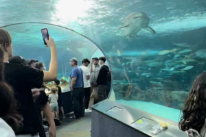 Read more about the article 10 Reasons Why Ripley’s Aquarium Toronto is the Perfect Family Outing!
